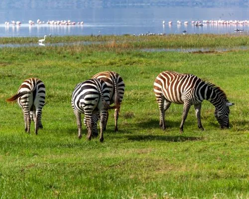 Zebras at Lake Nakuru